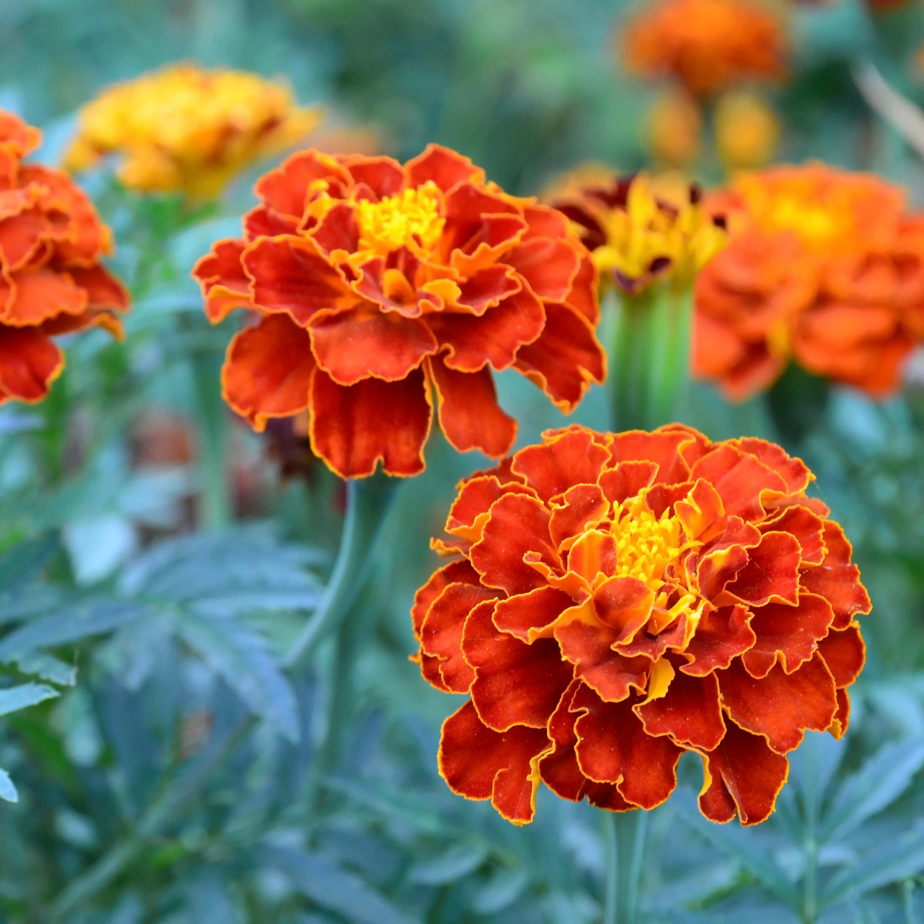 Marigold flowers in bloom