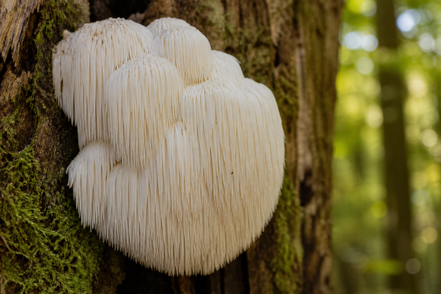 Lion's mane mushroom Hericium erinaceus — the most researched nootropic mushroom for focus, memory, and cognitive support