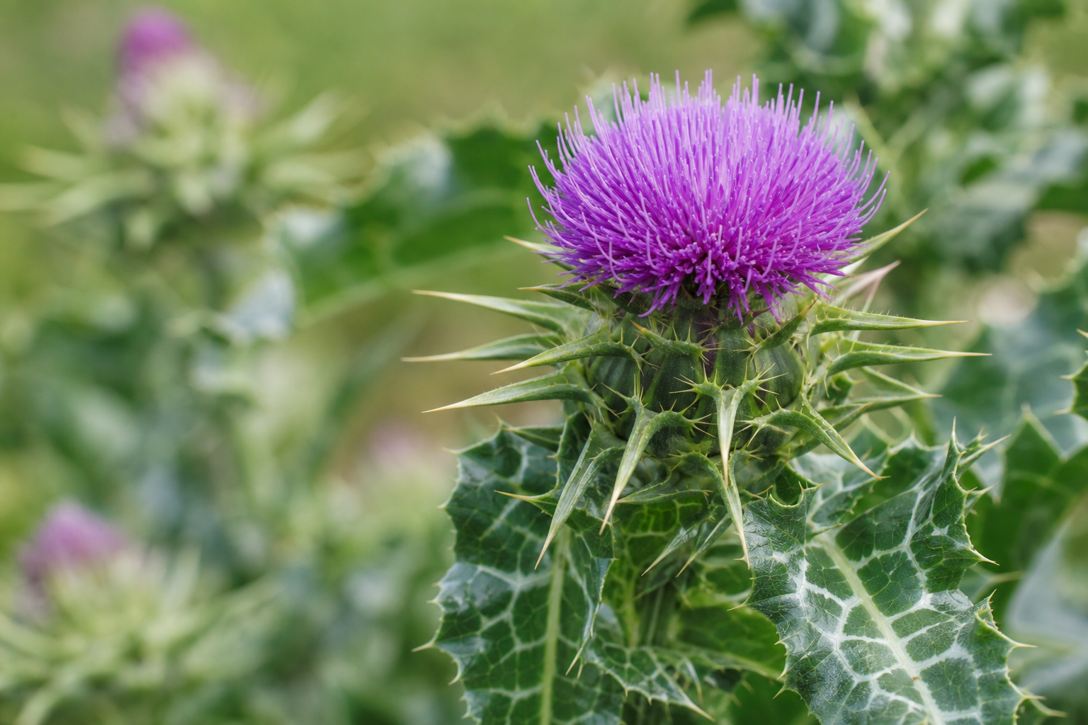 Milk thistle plant Silybum marianum with purple flower — natural source of silymarin for liver support supplements